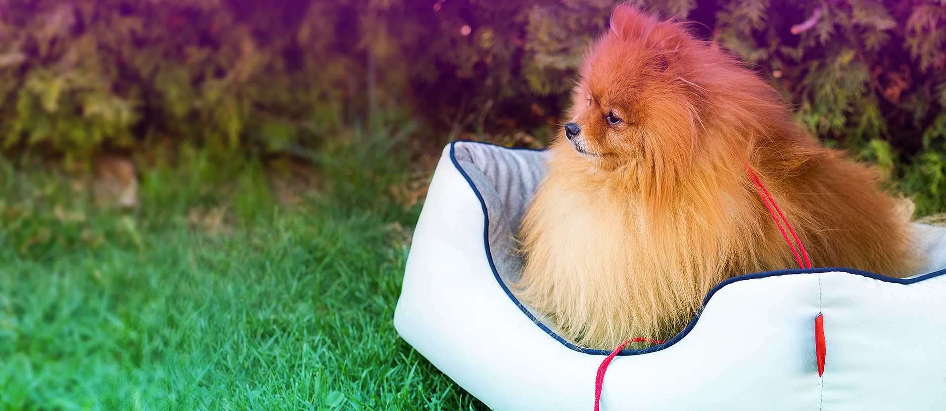 Pomeranac u krevetu DOGGY na travi