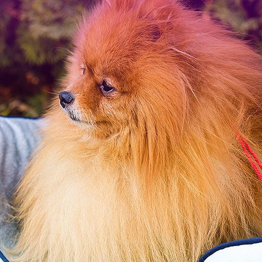 Pomeranac odmara u krevetu Pet Textil